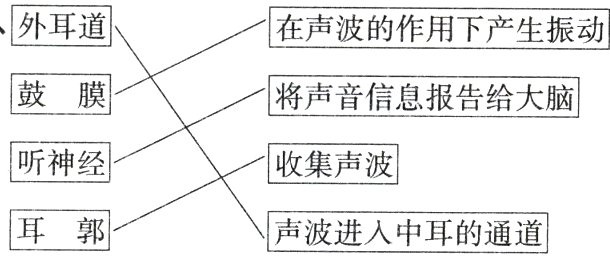 耳郭声波进入中耳的通道