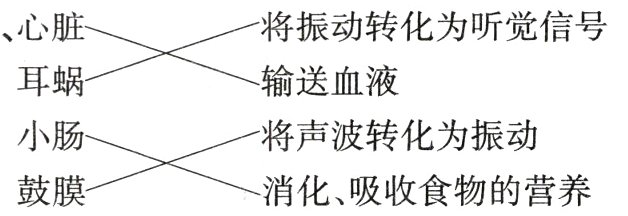 消化吸收食物的营养鼓膜