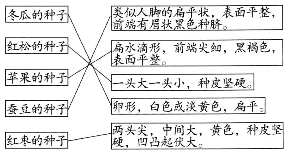 红枣的种硬凹凸起伏大