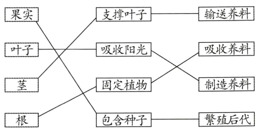 繁殖后代包含种子
