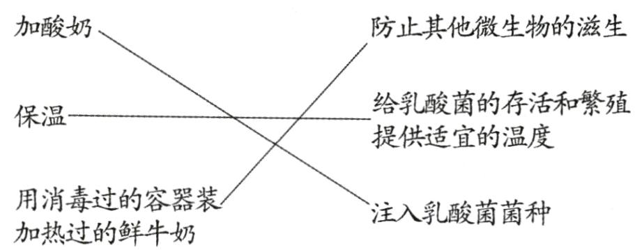 注入乳酸菌菌种加热过的鲜牛奶