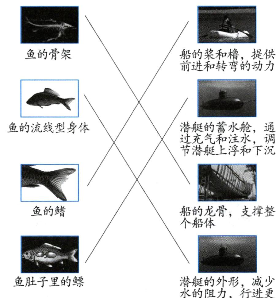 鱼肚子里的鳔潜艇的外形减少水的阻力行进更