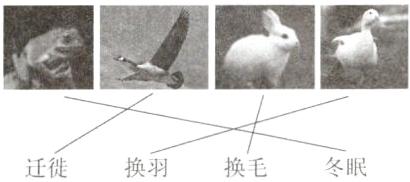 换羽换毛冬眠迁徙