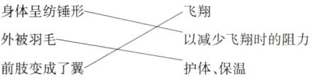 外被羽以减少飞翔时的阻力前肢变成了翼护体保温