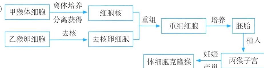妊娠体细胞克隆猴丙猴子宫产崽