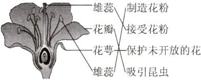 花萼保护未开放的花雄蕊吸引昆虫