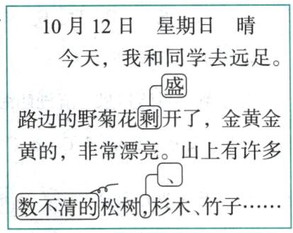 数不清的松树杉木竹子