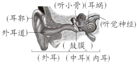 鼓膜外耳中耳内耳