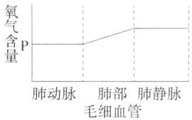肺动脉肺部肺静脉毛细血管