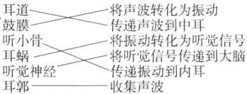 听化为大耳郭收集声波