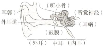 鼓膜外耳中耳内耳