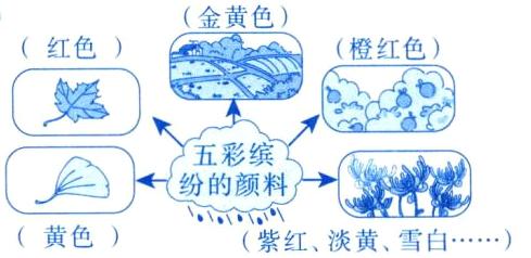黄色紫红淡黄雪白