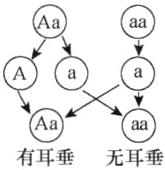 Aa有耳垂无耳垂