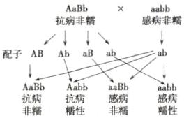 aabb感病抗病抗病感病糯性非糕精性