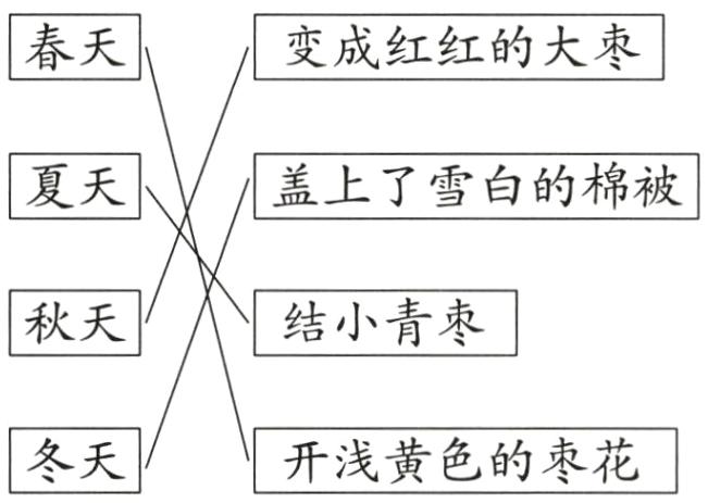 冬天开浅黄色的枣花
