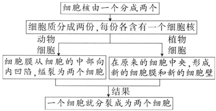 结果一个细胞就分裂成为两个细胞