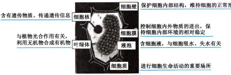 细胞质进行细胞生命活动的重要场所