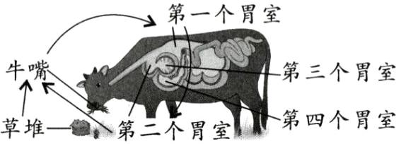 草堆第三个胃室第四个胃室