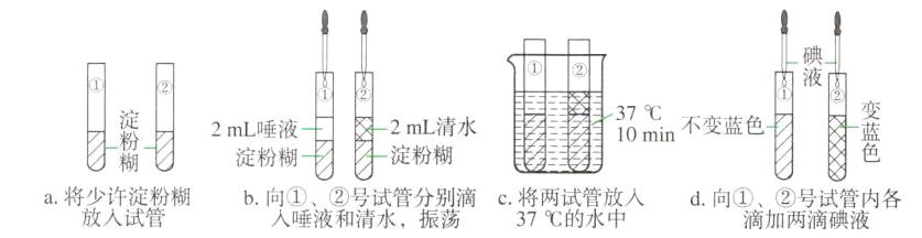 a将少许滨粉糊b向液试算分别滴d向滴加试管内各c将两放人