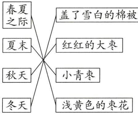 冬天浅黄色的枣花