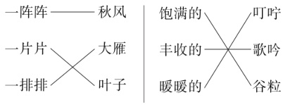 一排排叶子暖暖的谷粒