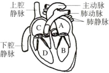 静脉
