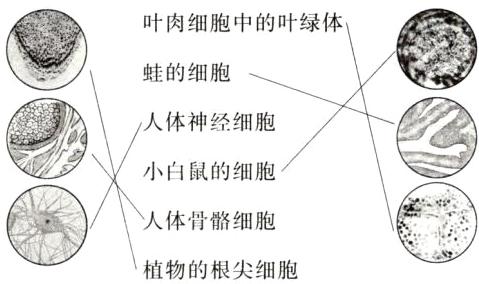 人体骨骼细胞植物的根尖细胞