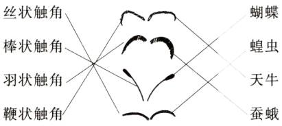 天牛羽状触角鞭状触角蚕蛾
