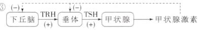 下丘脑垂体甲状腺一甲状腺激素