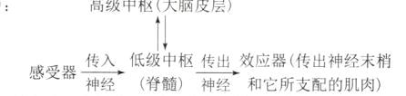 传入低级中枢传出效应器传出神经末梢感受器神经脊髓神经和它所支配的肌肉