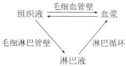 毛细淋巴管壁循环淋巴液
