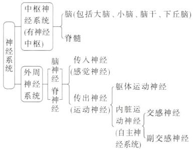 动神经自主神副交感神经经系统