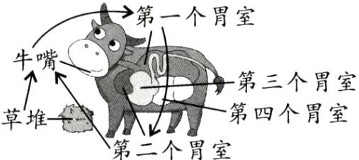 草堆第四个胃室第二个胃室