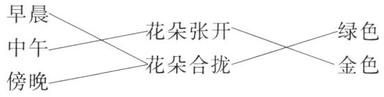 花朵合拢金色傍晚