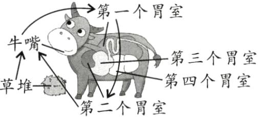 草堆第二个胃室