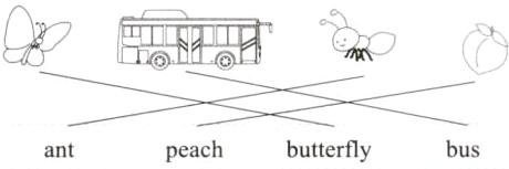 busbutterflypeachant