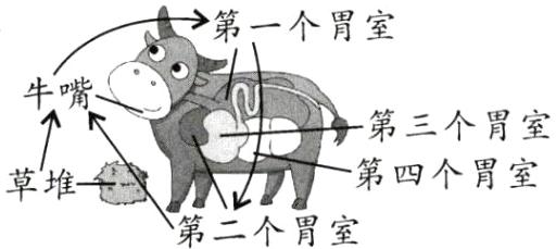 第四个胃室草堆第二个胃室