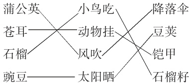 铠甲石榴风吹豌豆太阳晒石榴籽