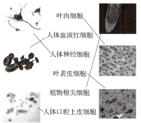 人体口腔上皮细胞