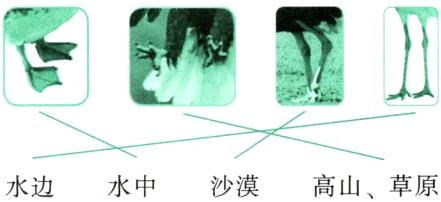 沙漠高山草原水边水中
