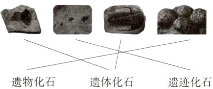 遗体化石遗物化石遗迹化石