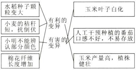 玉米产量高植株棉花纤维长度增加健壮