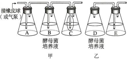酵母菌酵母菌培养液培养液
