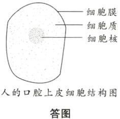 人的口腔上皮细胞结构图答图