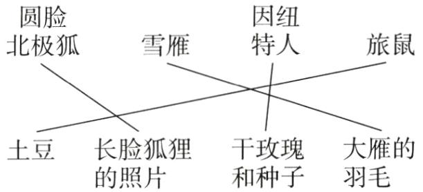 土豆长脸狐狸干玫瑰大雁的的照片和种子羽毛