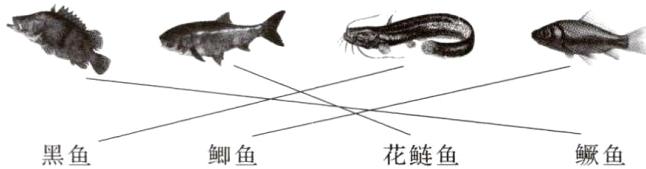 花鲢鱼黑鱼鲫鱼鳜鱼