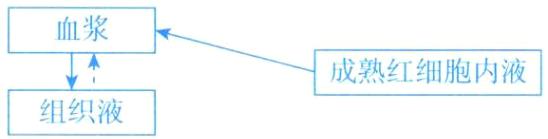 成熟红细胞内液组织液
