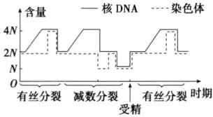 有丝分裂减数分裂有丝分裂时期受精