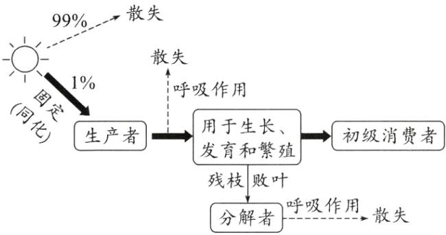 分解者呼吸作用散失