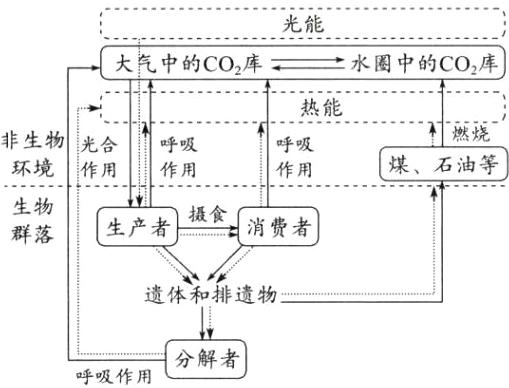 呼吸作用分解者